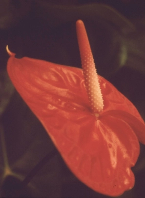 Becoming MILLIONARIER through VASTU Close up of a red anthurium.