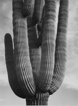 Becoming MILLIONARIER through VASTU Category Cactus