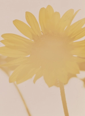 Becoming MILLIONARIER through VASTU Category Sunflowers